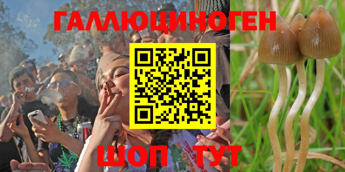 купить наркотик  Галлюциногенные грибы мухоморы  Георгиевск  Вход с VPN  Псилоцибиновые грибы мицелий 